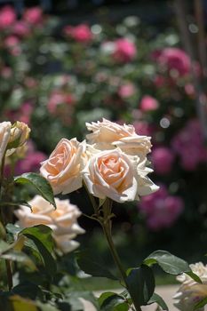 Rose garden full of beautiful fresh roses