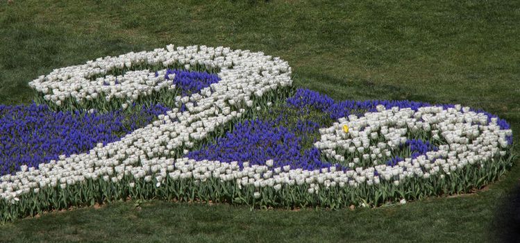 Tulip Flowers Blooming in Spring Season