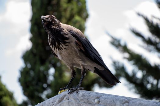 The Hooded Crow Corvus cornix is a  bird species