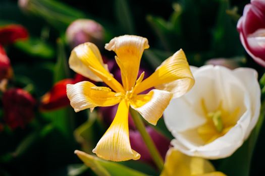 Blooming tulips  flowers in  as  floral plant  background