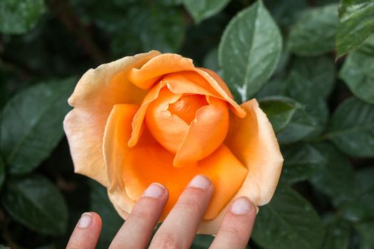 Hand holding a  colorful Rose Flower