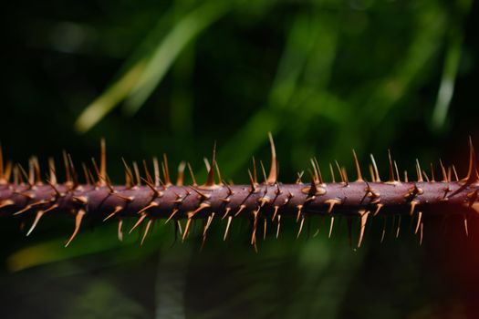 Closeup of Thorny stem of a plant in the view