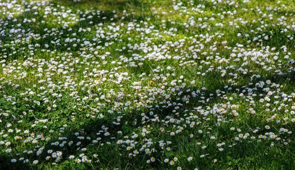 Green grass for use as nature background