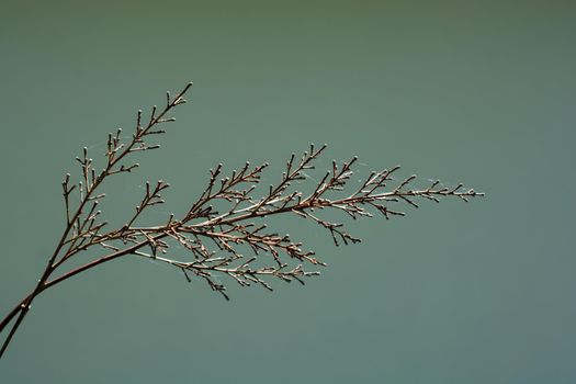 Green plant found in nature background