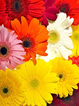 Colorful Gerberas Background. Flowers Photo Collection.
