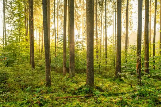 Sunshine in the forest, green and yellow colors in the recreational woods.