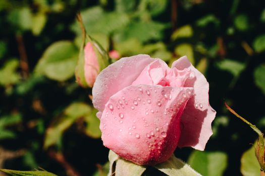 Blooming beautiful colorful rose bud in garden background