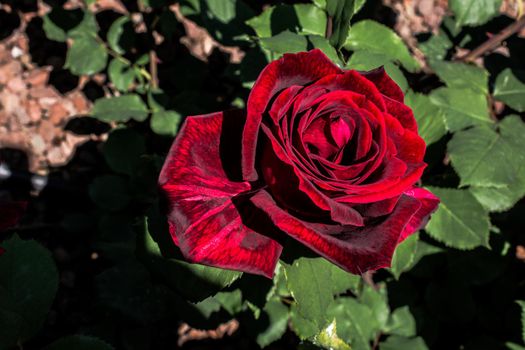 Blooming beautiful colorful rose in garden nature background
