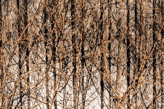 Dried trees on a gray background in autumn in view