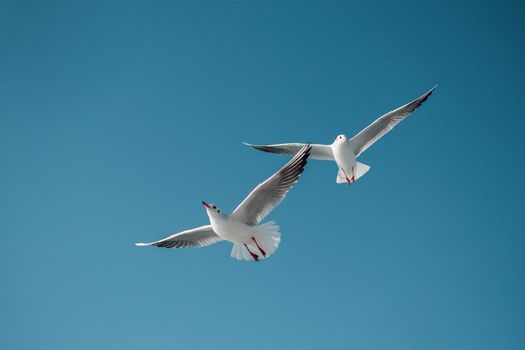 Seagulls are  flying in the sky background