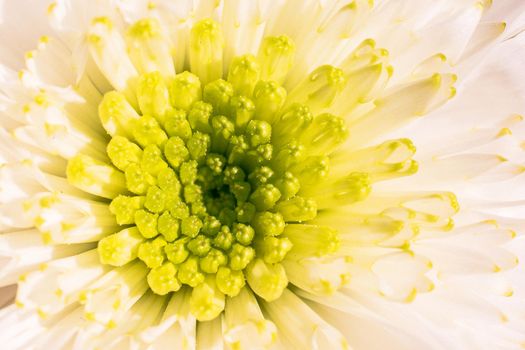 Beautiful colorful natural spring flowers in macro view