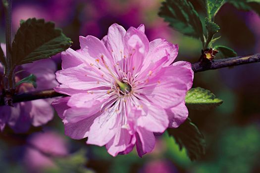 Pink flower on a plant purple background.