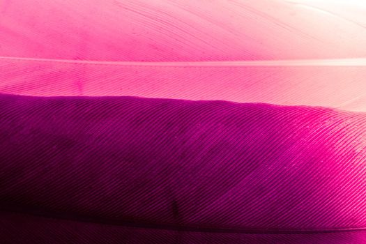 Studio shot photo of colored bird feathers as texture background