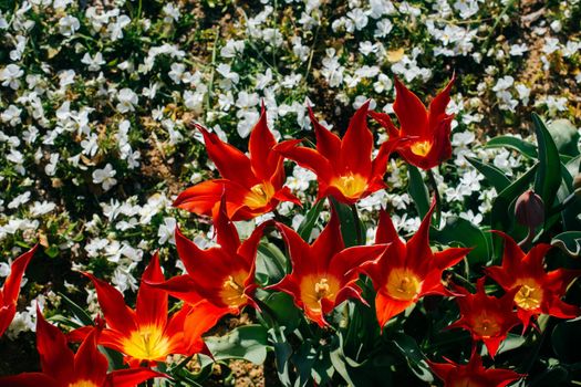 Blooming tulips  flowers in  as  floral plant  background