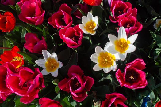 Blooming tulips  flowers in  as  floral plant  background