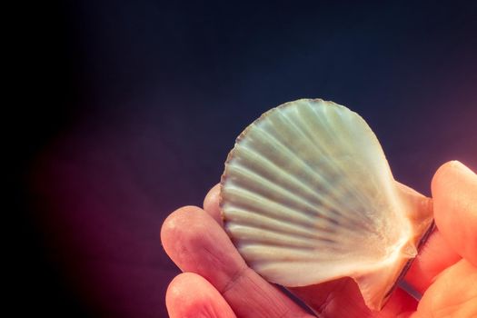 Hand holding beautiful seashell in hand on black