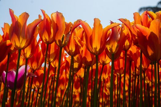 Blooming tulips  flowers in  as  floral plant  background
