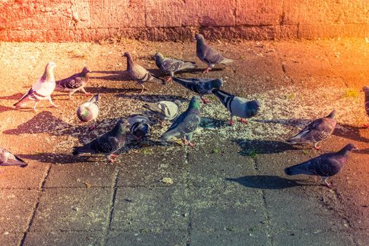 Lovely pigeon birds by live in an urban environment