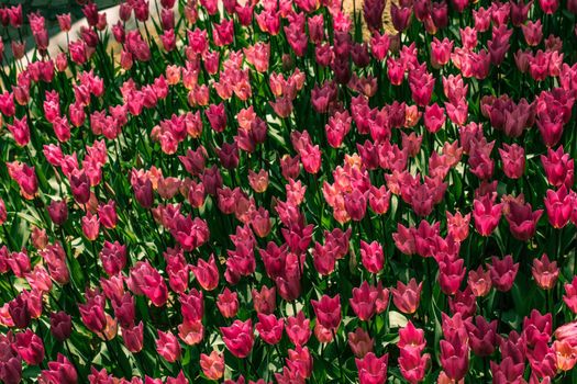 Blooming colorful tulip flowers in garden as floral background