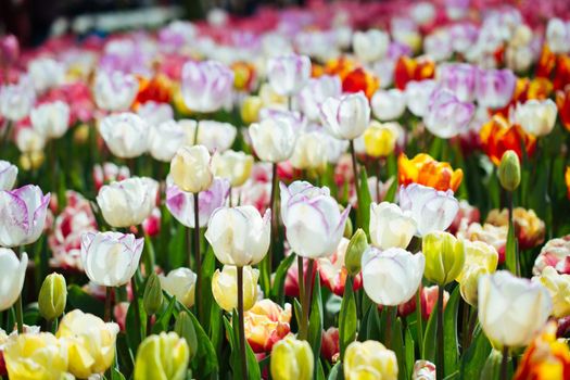 Blooming colorful tulip flowers in garden as floral background