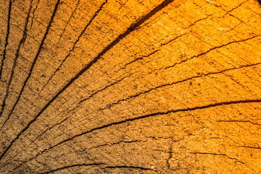 Cut tree stump surface as a background texture