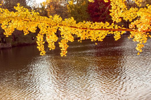Dry leaves on branches as autumn background texture