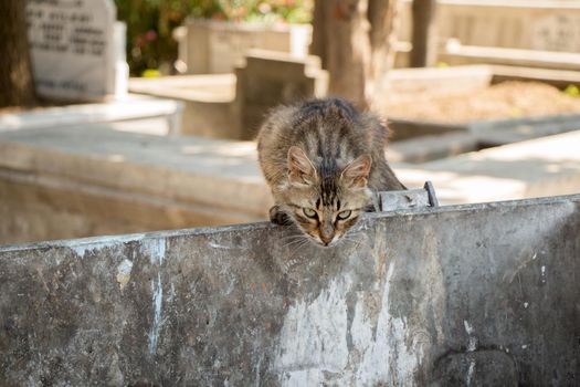 Stray cat seen in the street of the city