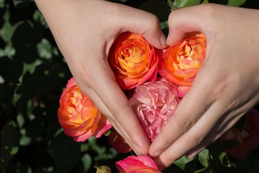 Hand holding a  colorful Rose Flower