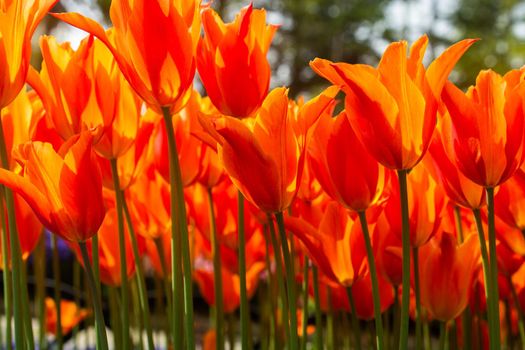 Blooming tulips  flowers in  as  floral plant  background
