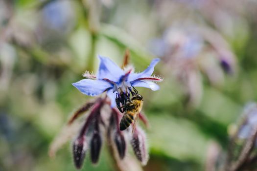 Blooming beautiful colorful natural flowers in view