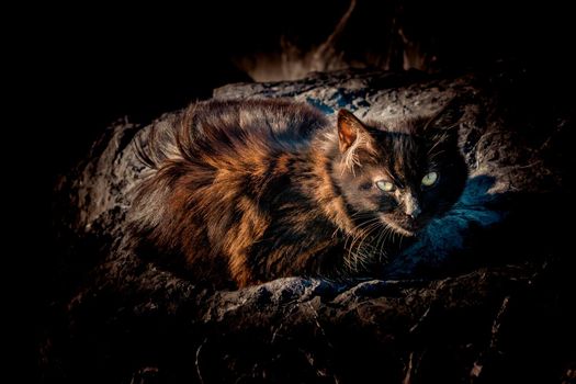 pictures of the Lovely cat as domestic animal in view