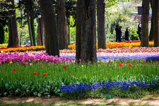 Blooming tulips  flowers in  as  floral plant  background