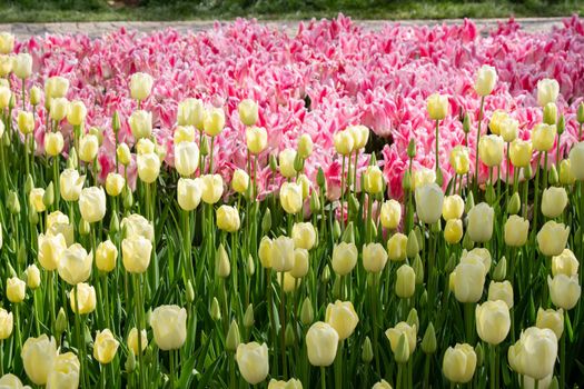 Blooming tulips  flowers in  as  floral plant  background