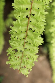 One separate green leaf  of spring season