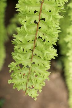 One separate green leaf  of spring season