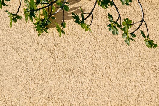 Wall with a part of a tree as a background