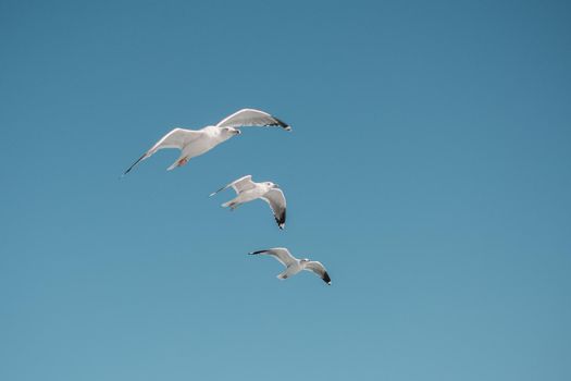 Seagull flying in a blue sky as a background