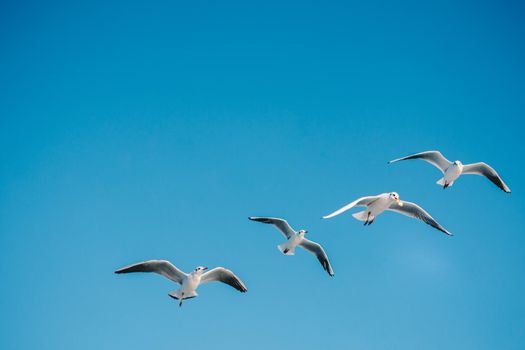 Seagulls are  flying in the sky background