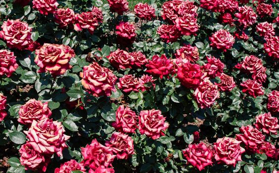 Blooming beautiful colorful roses as floral background