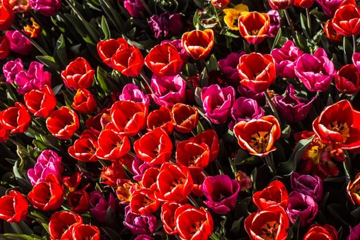 Blooming tulips  flowers in  as  floral plant  background