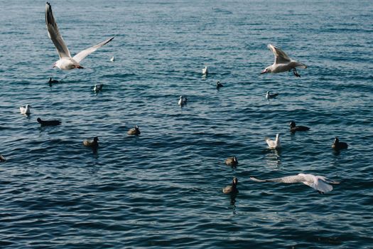 Seagulls are on and  over the sea waters