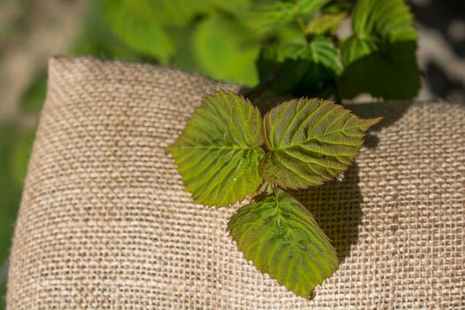 Green leaves placed on linen canvas