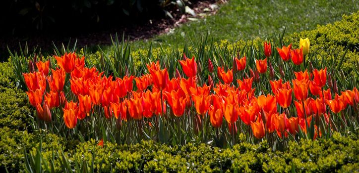 Orange color tulip flowers bloom in the garden