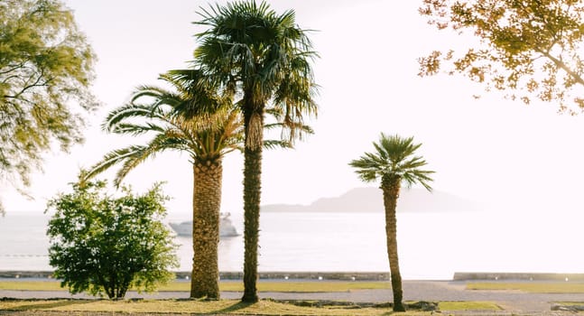Green palm trees on the embankment by the sea against the backdrop of mountains. High quality photo