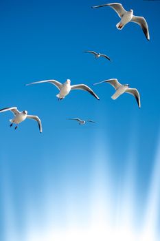 Seagulls are  flying in the sky background