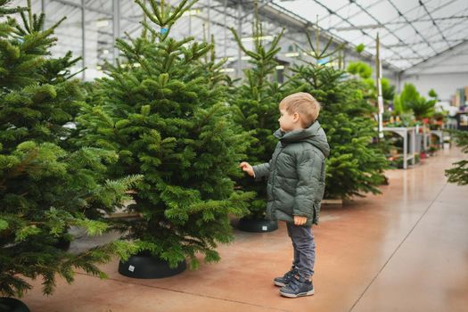 Small boy chooses a Christmas tree in the shop.