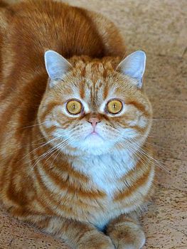 portrait of a ginger Scottish cat close up.