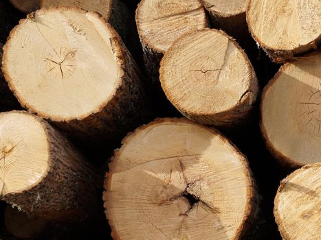 lumber, pine logs, end view close-up