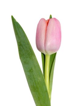 pink tulip flower isolated on white background close-up