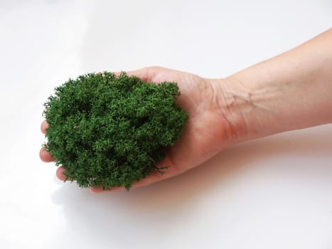 green forest stabilized decorative moss for interior decoration in a female hand on a white background close-up